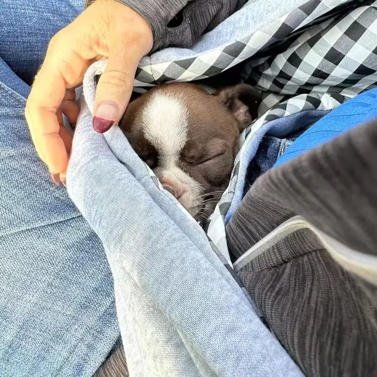 Gardez votre chien en sécurité tout en profitant de votre liberté